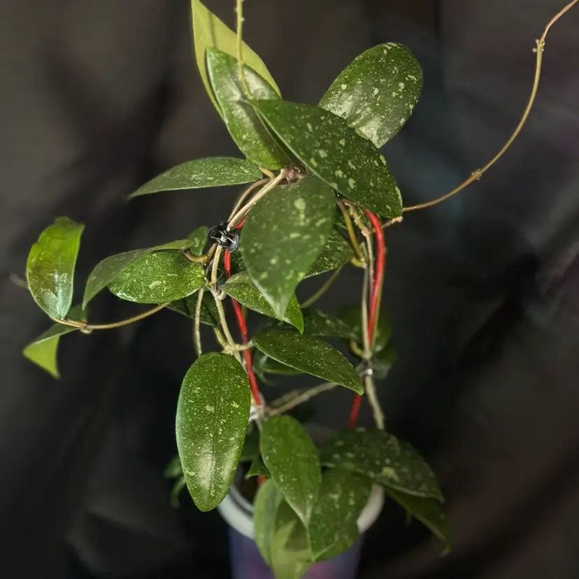 83 RHM 25114
Irina x unk cutting