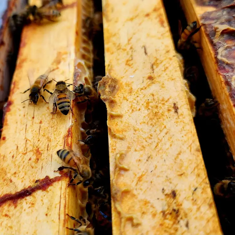 Propolis Tincture 1 oz