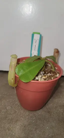 Nephentes veichii inter