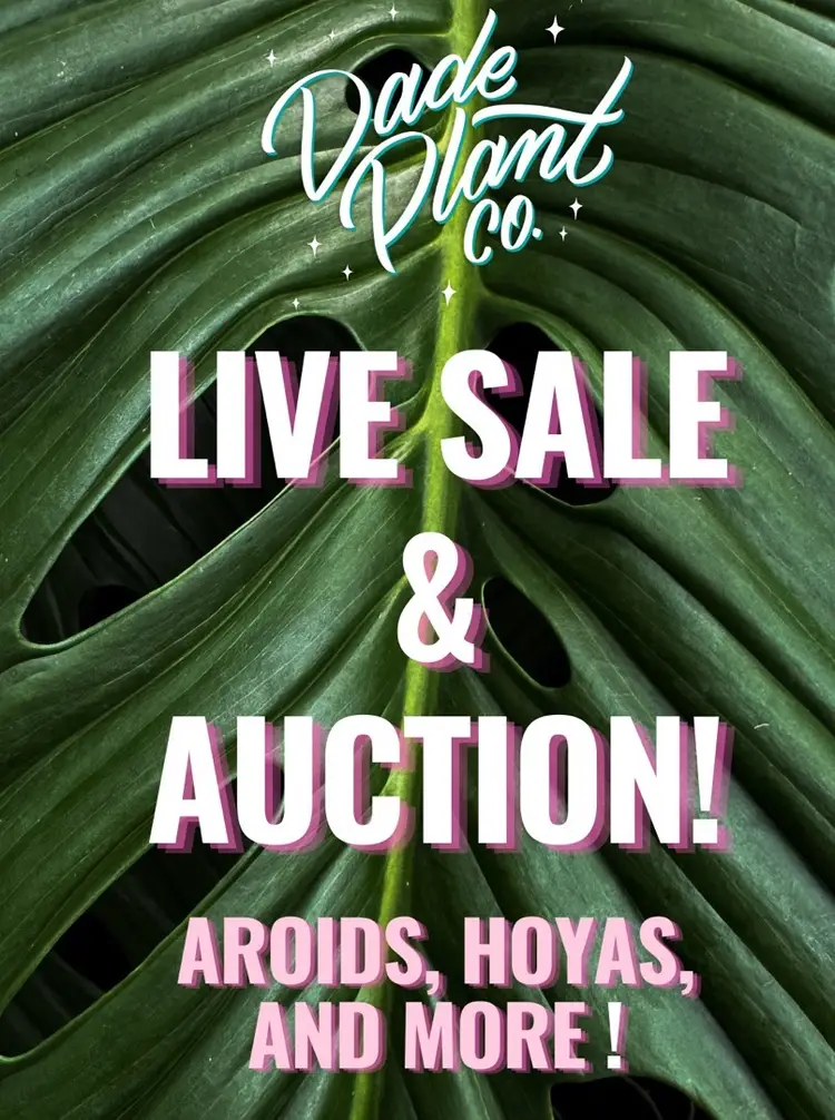 Sunday Live Sale & Auction