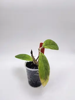 Hoya 'Blessing'