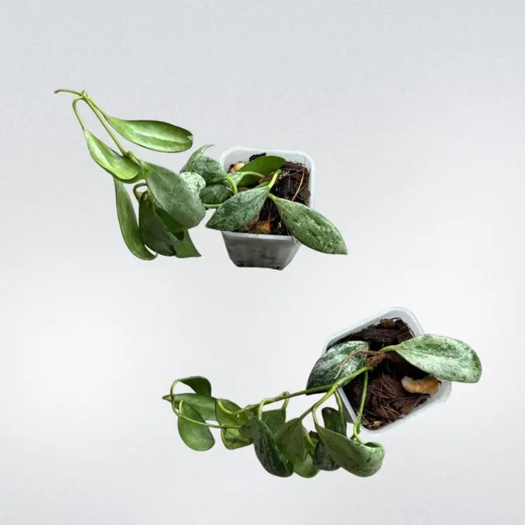 Hoya lacunosa sulcata (ugly ducklings)