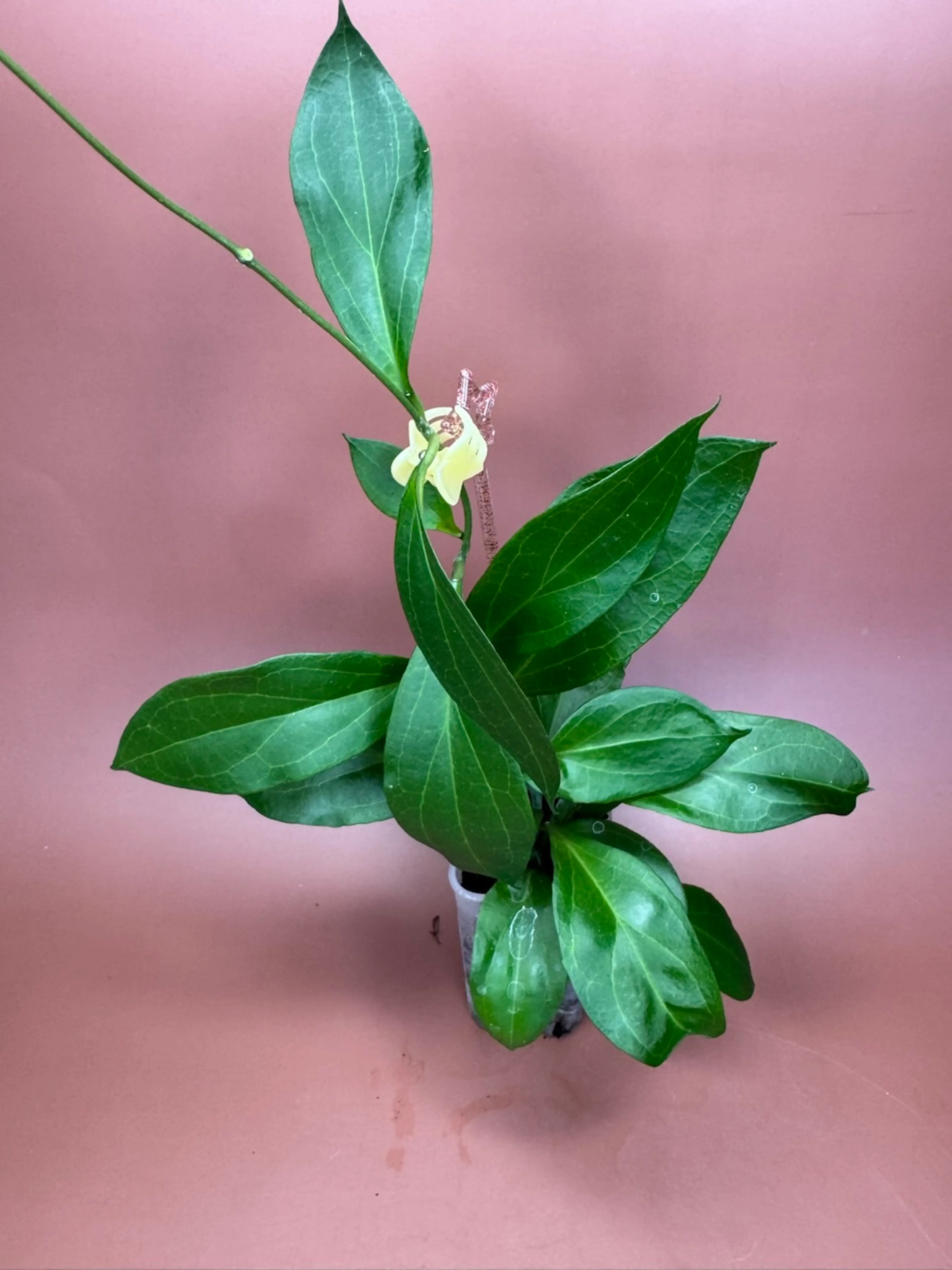Image 2 of 2
