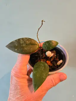 Hoya Caudata