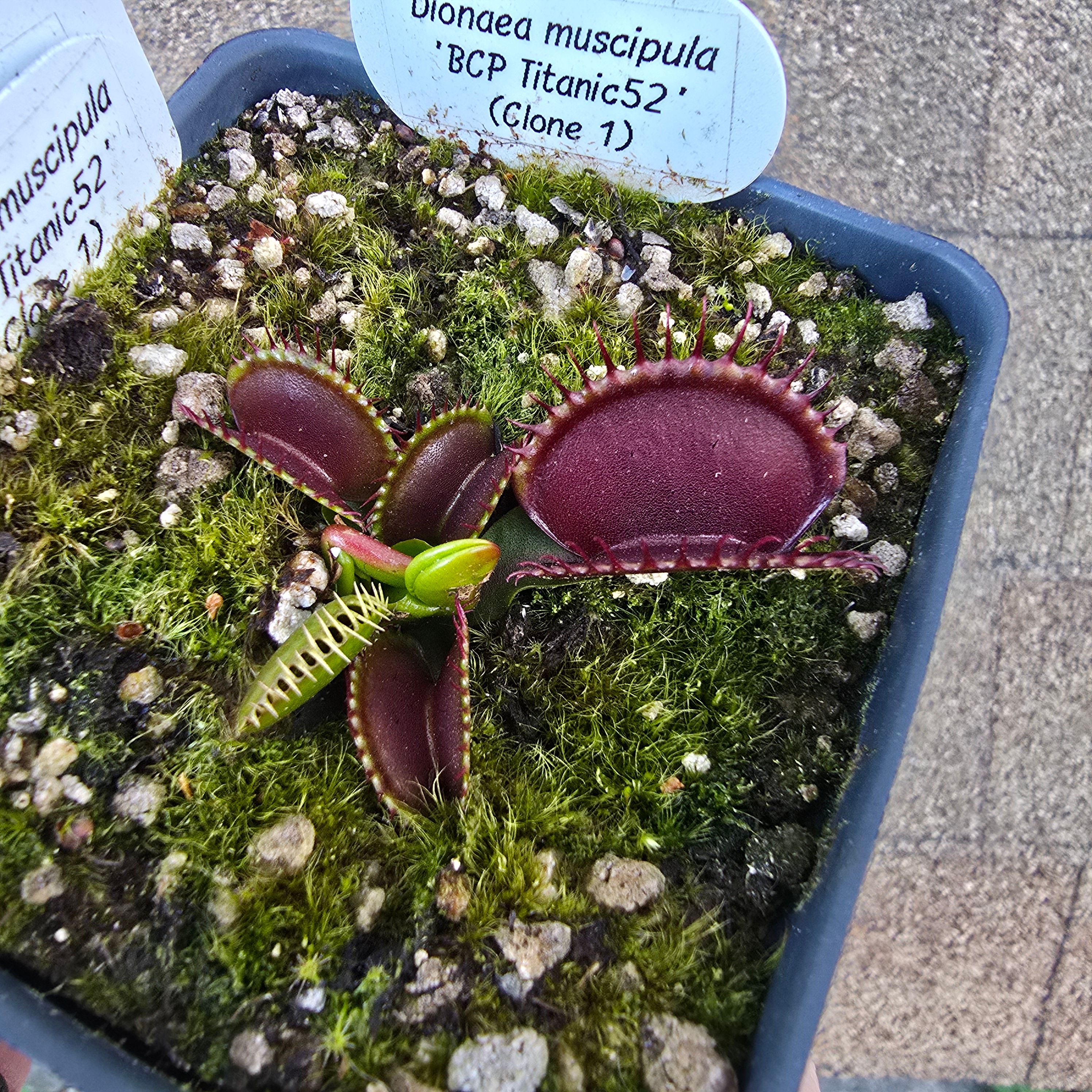 Dionaea muscipula BCP Titanic 52 clone 1
