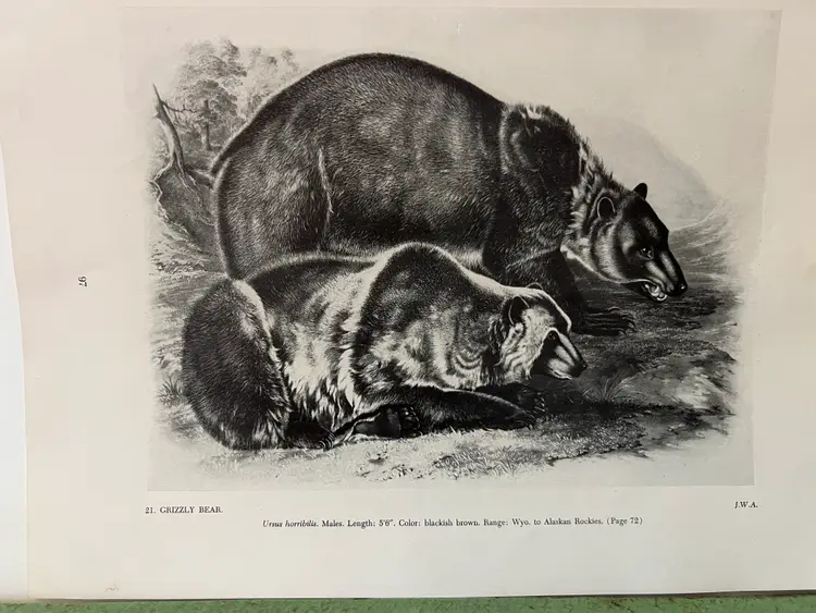 GRIZZLY BEAR Vintage Audubon North America Print. 1951 12 x 8.75"