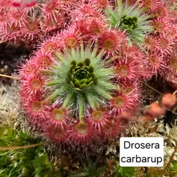 GEMMAE- Drosera carbarup