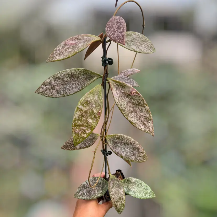 PS0825 - Hoya rundamensis (splash)