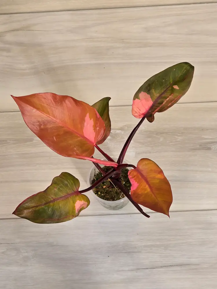 Philodendron Persimmon Princess