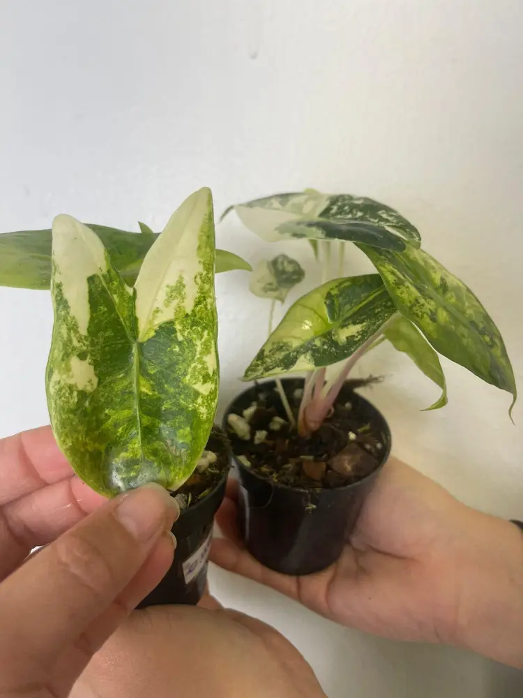 Alocasia pink dragon 3”