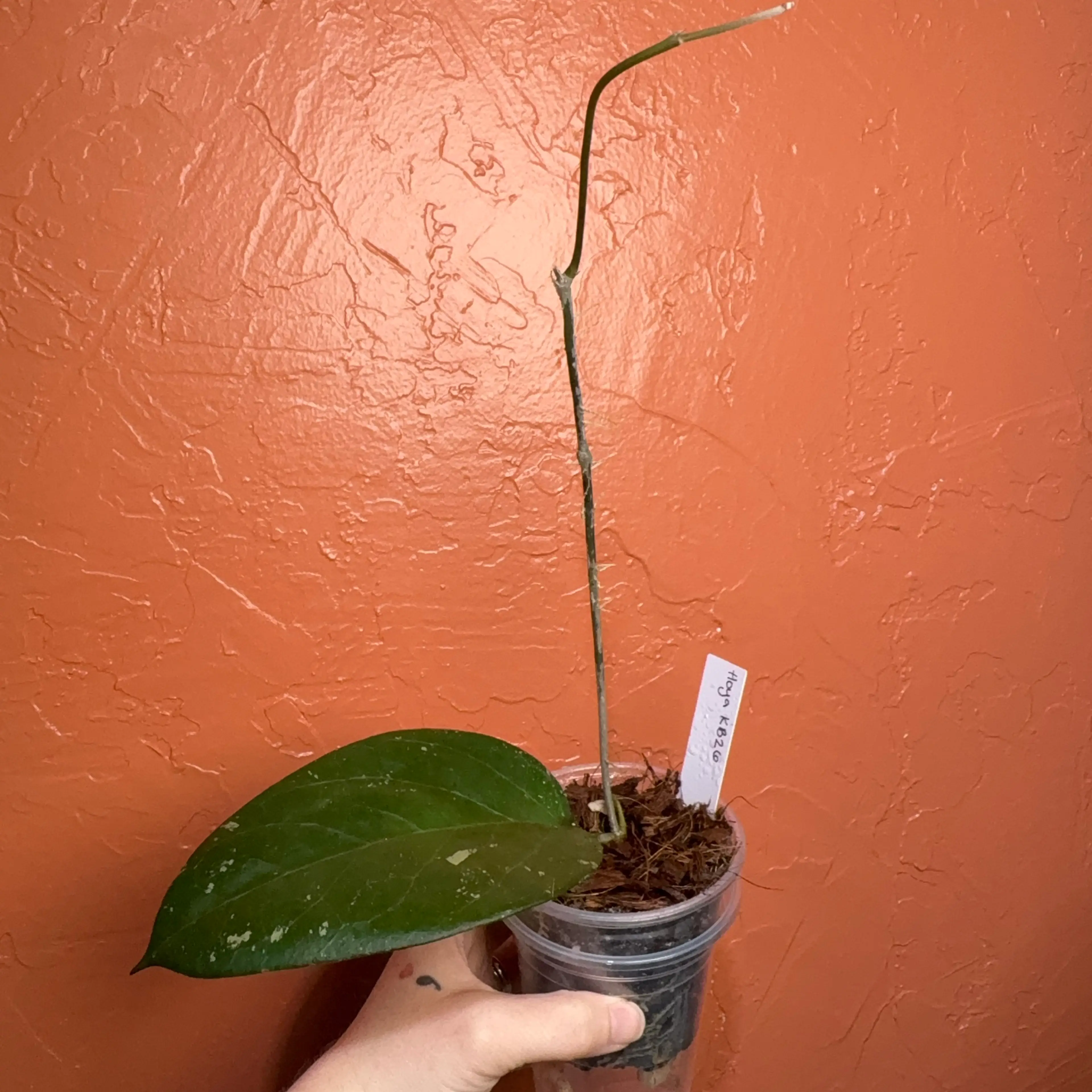 Image 2 of 3