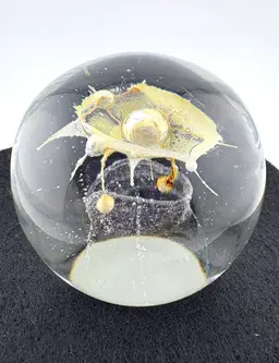 Rare Jolley Amoeba Paperweight Signed On Bottom 3” x 2.75”