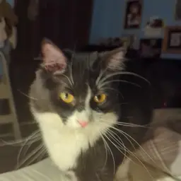 Daniel Ramiro Farris