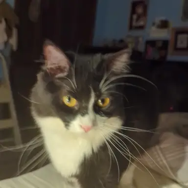 Daniel Ramiro Farris