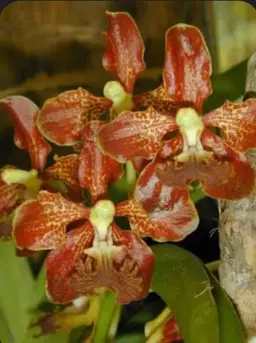 Vanda roebingiana