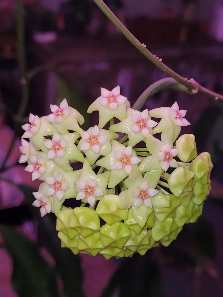 Hoya rigida