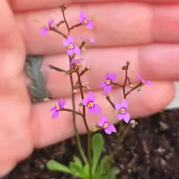 Stylidium debile