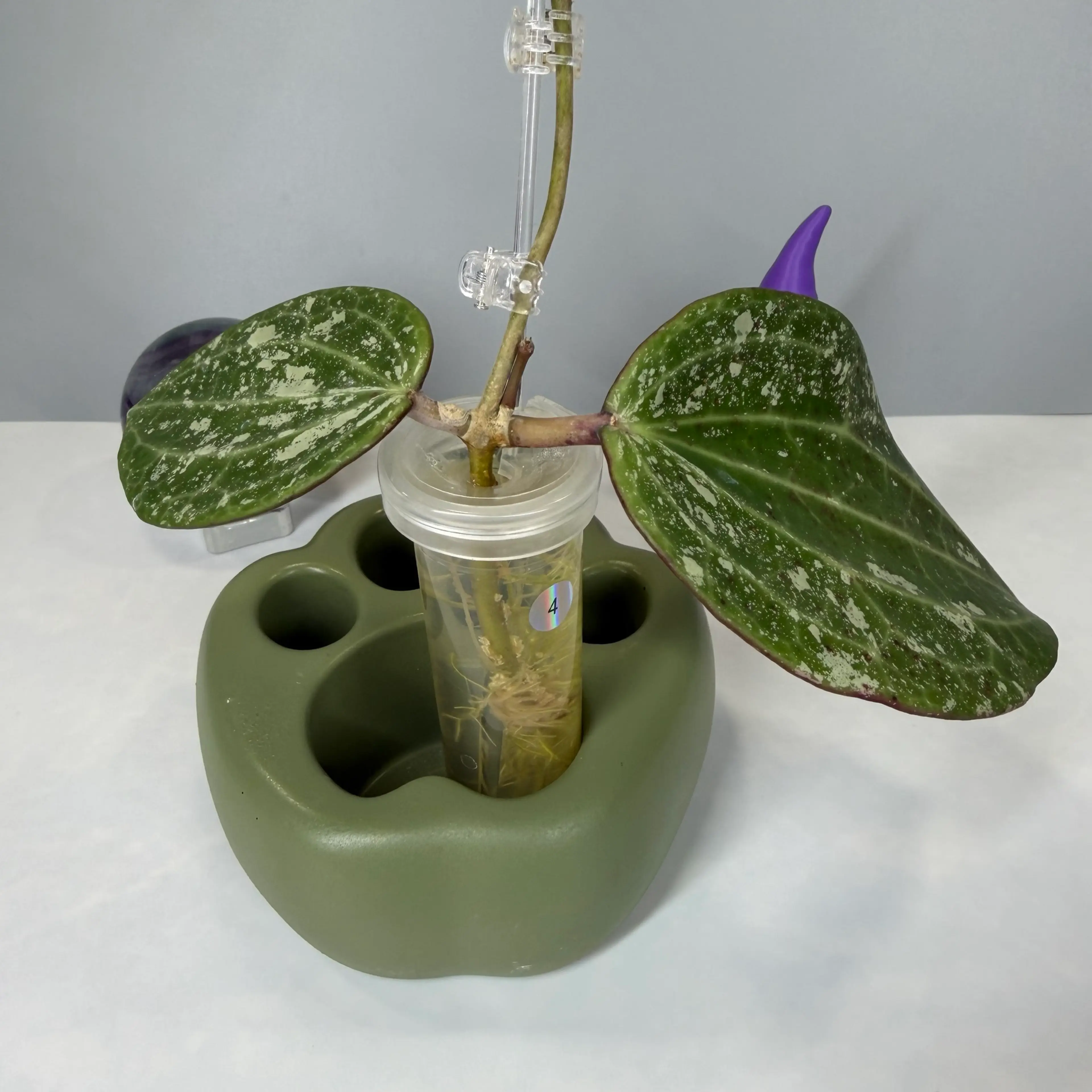 Image 5 of 5