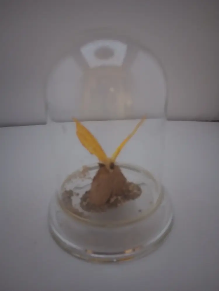 Preserved butterfly under a cloche