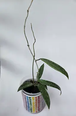 Hoya Loei Province SR2007-13