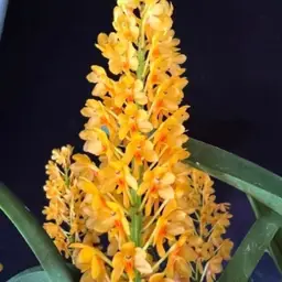 Vanda aurantiaca 'Yellow Bees’