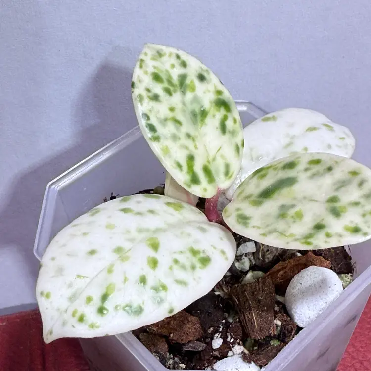UNICORN Hoya Madara ‘Snow Angel’ | From Kunzo, Japan | Variegated Rare Hoya