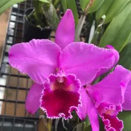 Cattleya labiata var. rubra 'L.A. Burzell' AM/AOS x 'Claire' AM/AOS