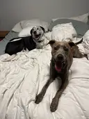 pupcam