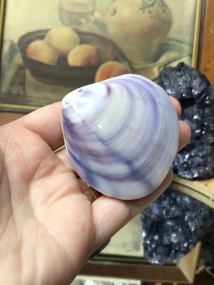1 Natural Shell, Dyed Purple 🐚