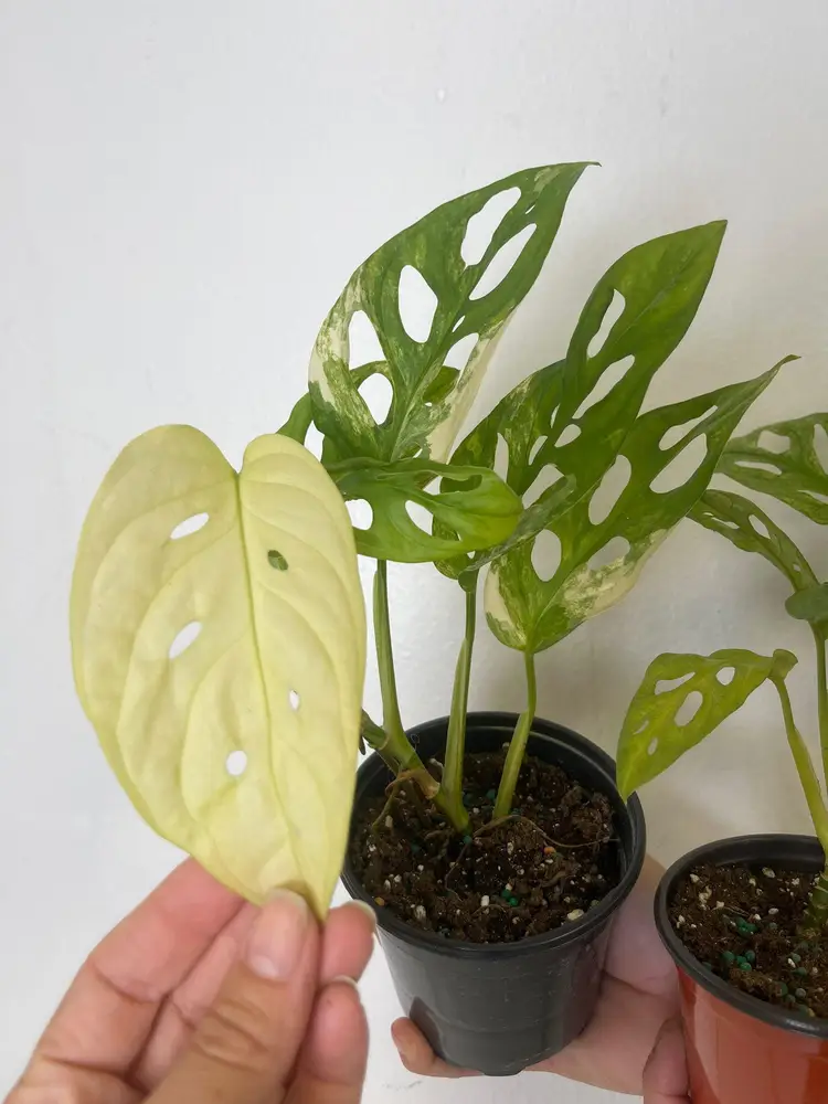 Monstera adansoni Aurea 4”