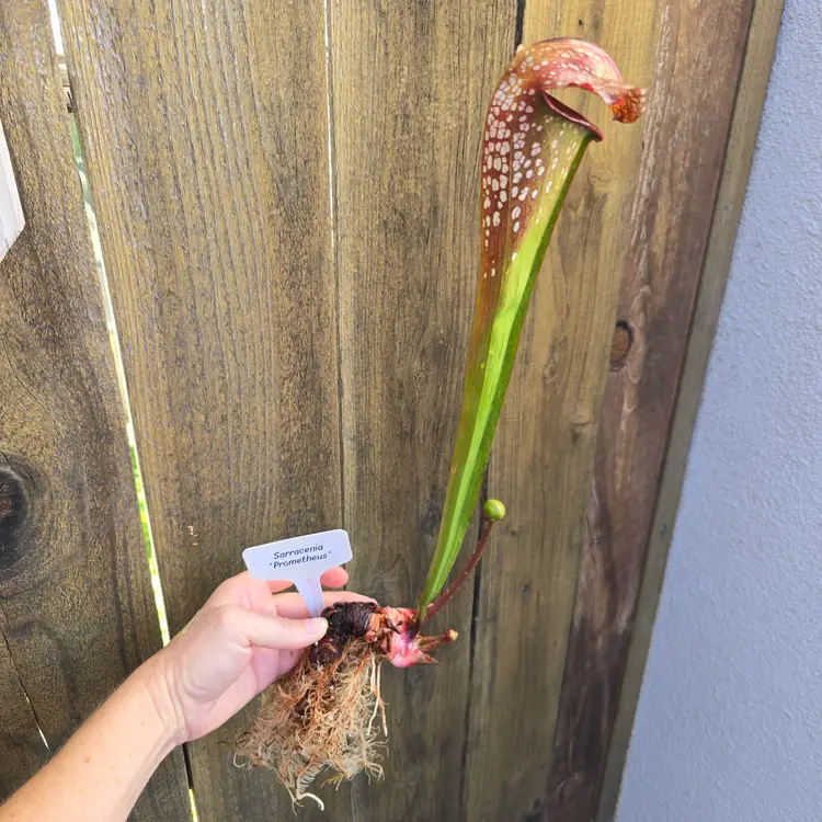 Sarracenia 'Prometheus'