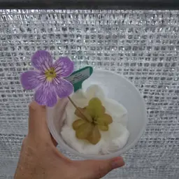 SC-11 Pinguicula agnata (Zimapan) x (laueana x emarginata)