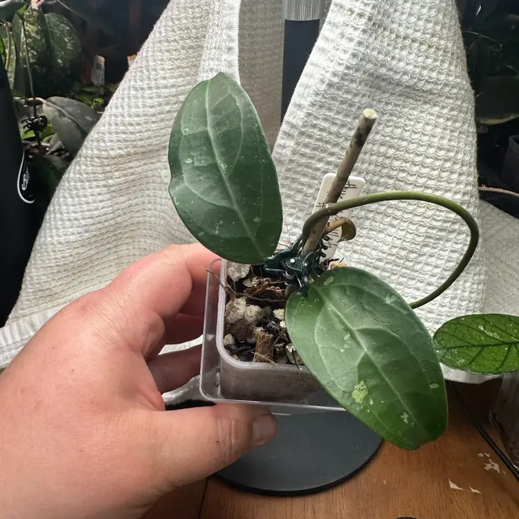 Hoya verticillata sp. Tanggamus