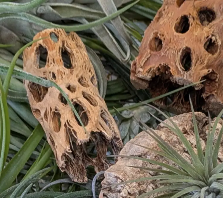 Cholla Cactus Wood Air Plant Displays 3'