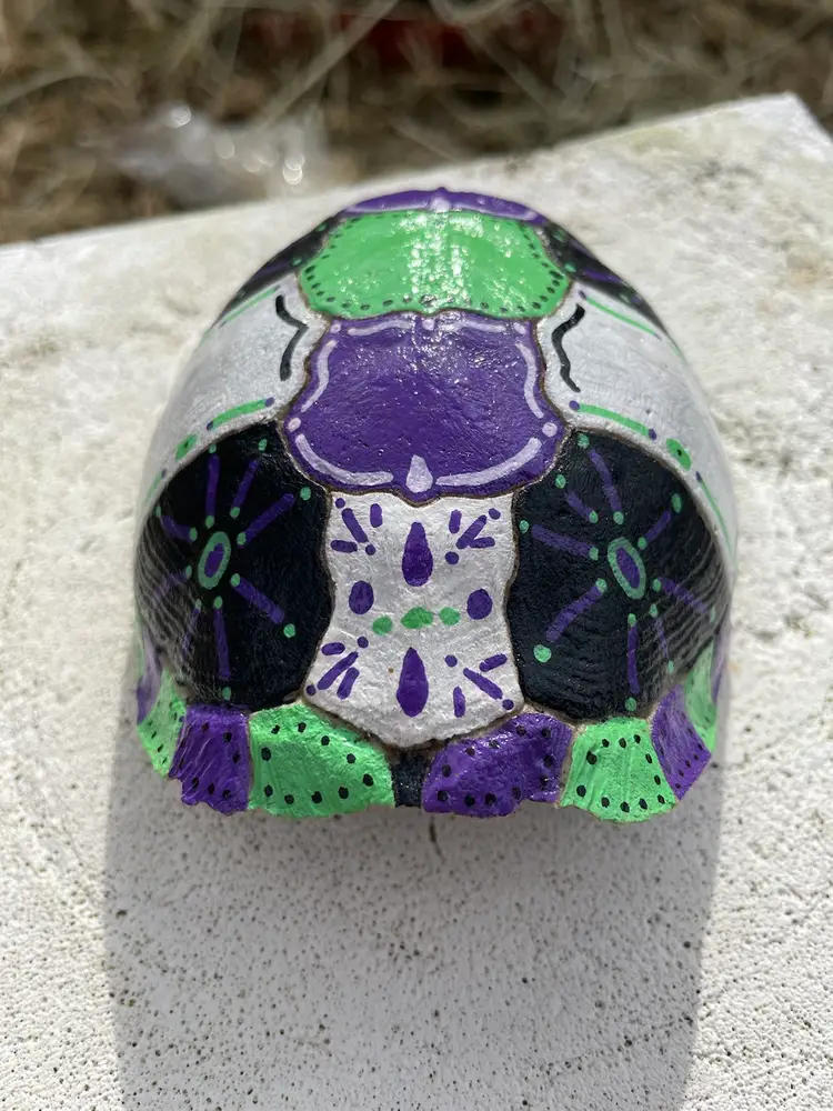 Hand Painted Turtle Shell Beetlejuice Colors OOAK