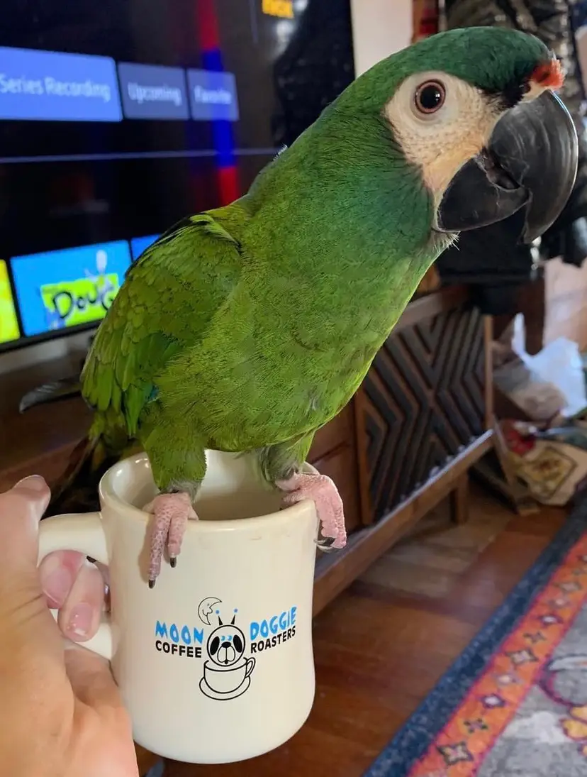 Livestream thumbnail