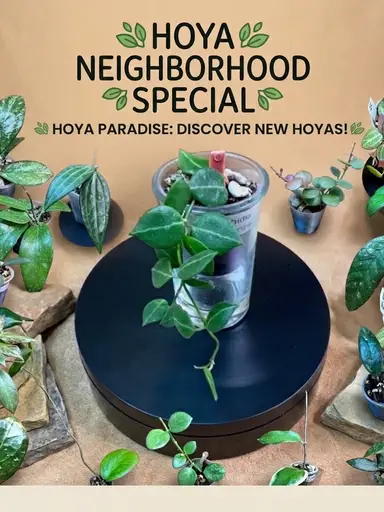 Hoya Neighborhood Special