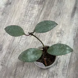 Hoya Walliniana (splash)