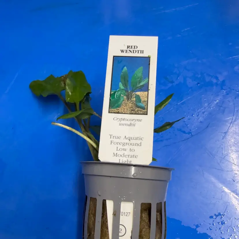 Crypt. Wendtii Red (Potted)