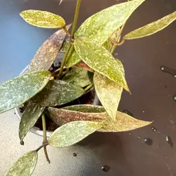 Hoya lacunosa Laos splash