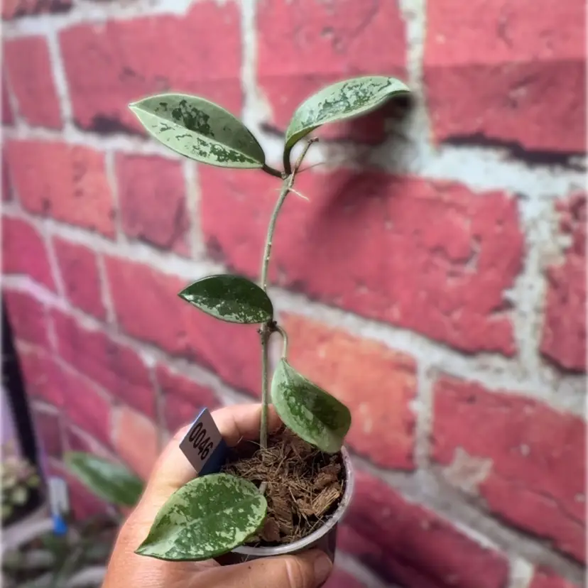 46 Hoya AH074