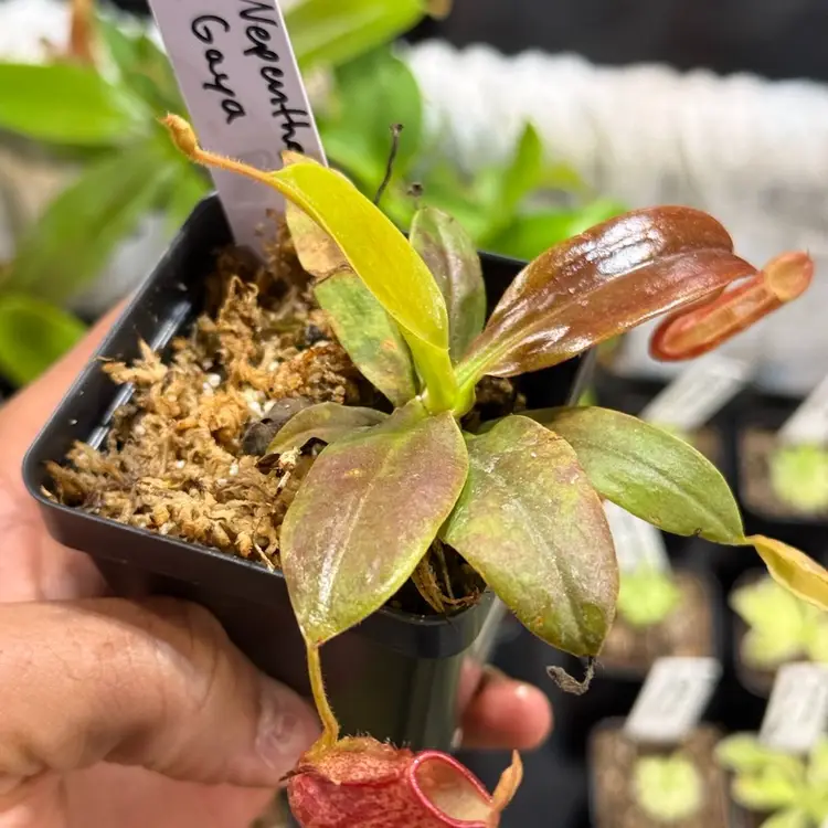Nepenthes Gaya