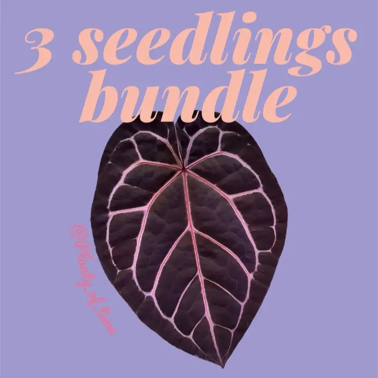 3 anthurium seedlings