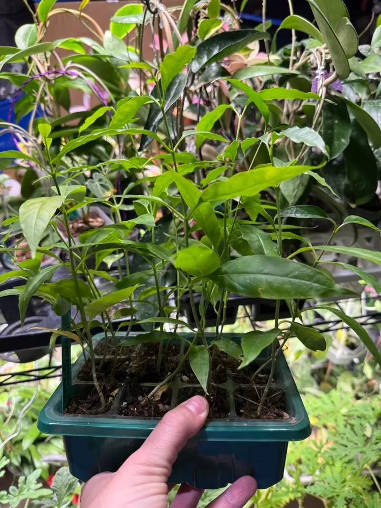 Hoya Papaschonii Seedlings GC