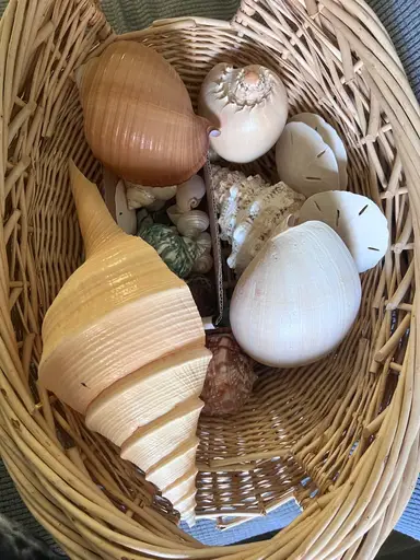 Shells Anyone?