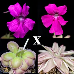 SEEDS Ping. UFO x ''Little Pink Punk''