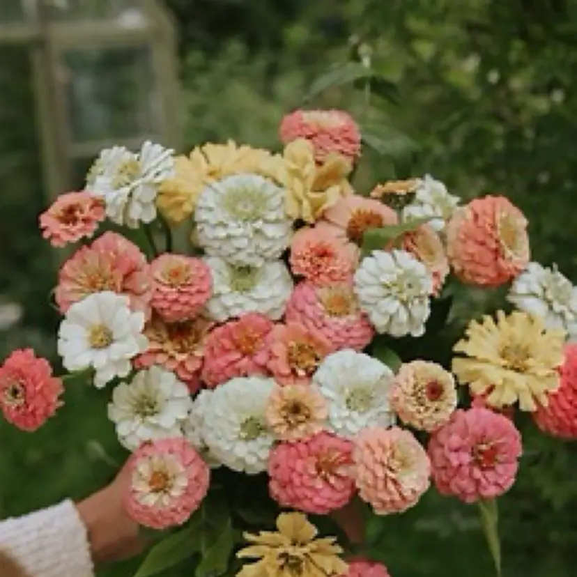 Creamsicle Zinnia flower seeds