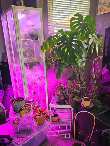 plant chores! first live, showing some babies!