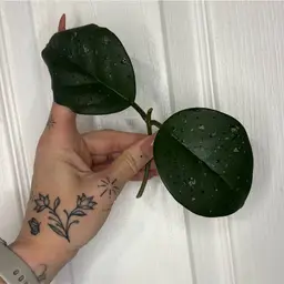 Hoya SMS ‘Frans’