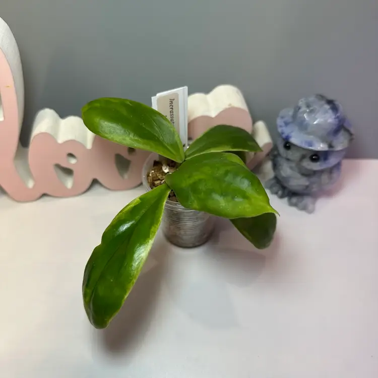 43 Incrassata Eclipse